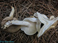 Hygrophorus agathosmus